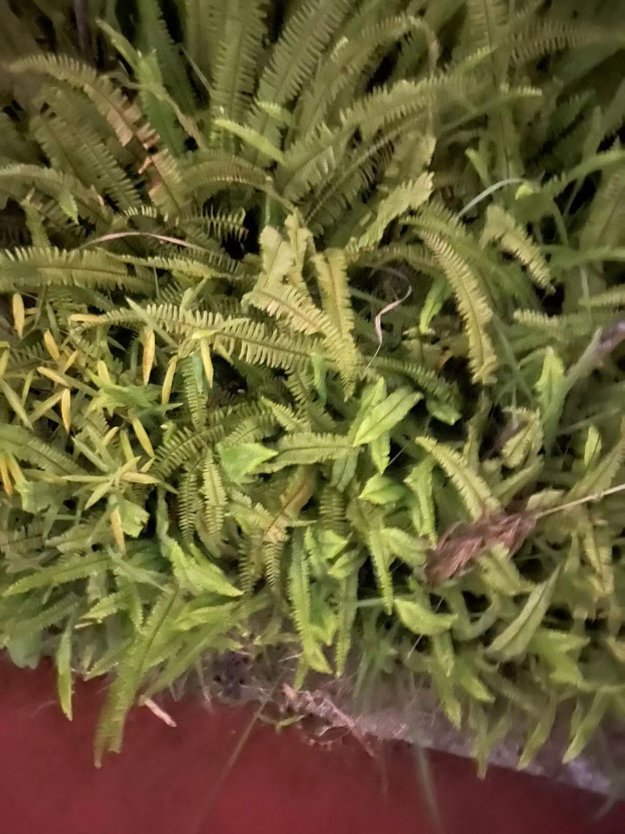 汤玛托易士奇怪味道品鉴，各种怪味香水闻个遍，大嘘老师入驻B站啦！