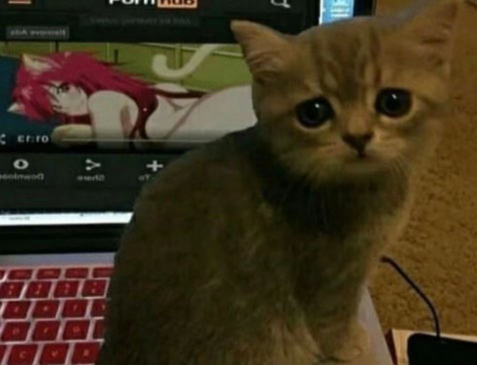 GXP-“赫萝猫娘”评测（高刺激）！要…要被猫猫“暴风吸入”惹！