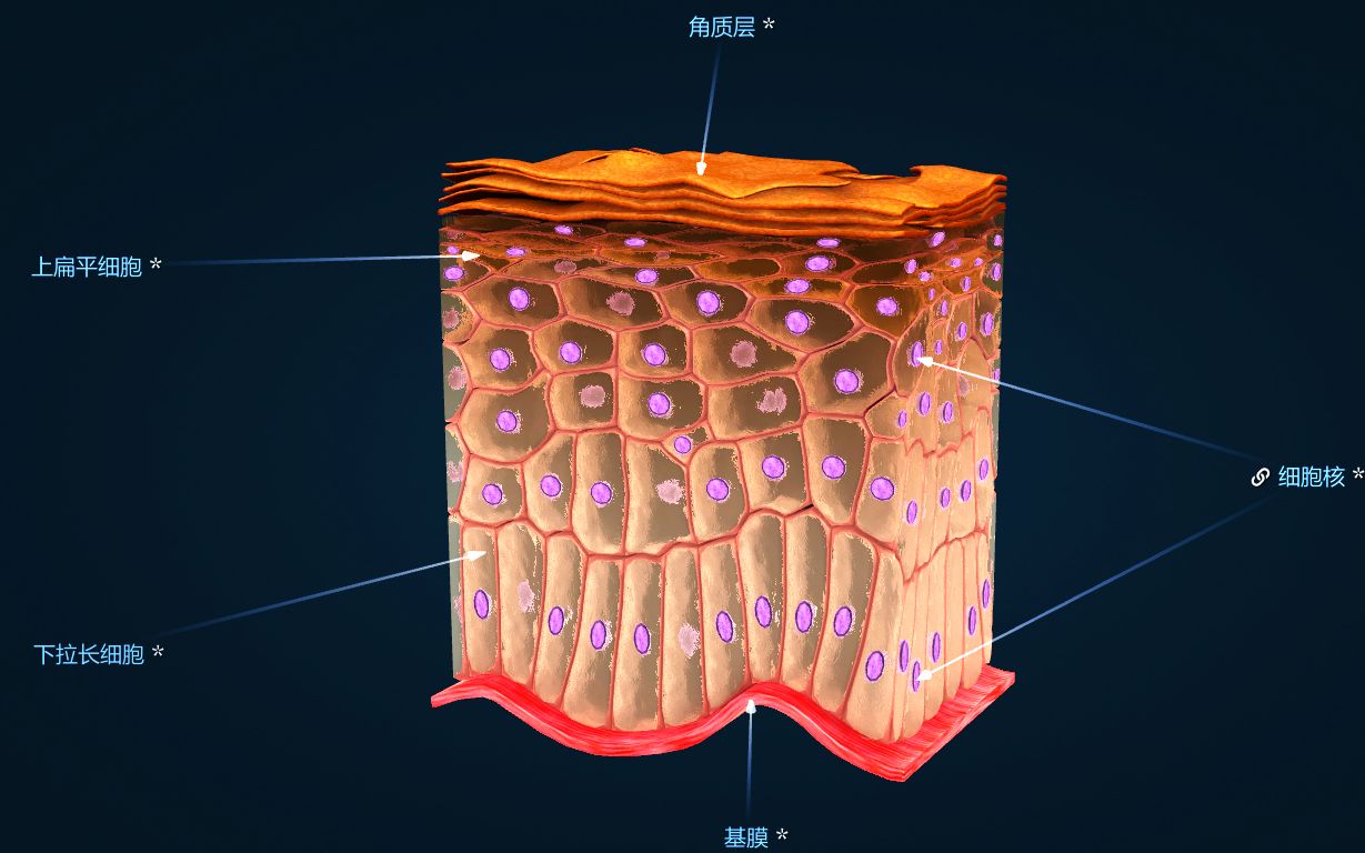 Ride-Japan——“VanPush”评测！像是被吸血鬼狠狠咬住牛牛！充满口杯感的胶体搭
