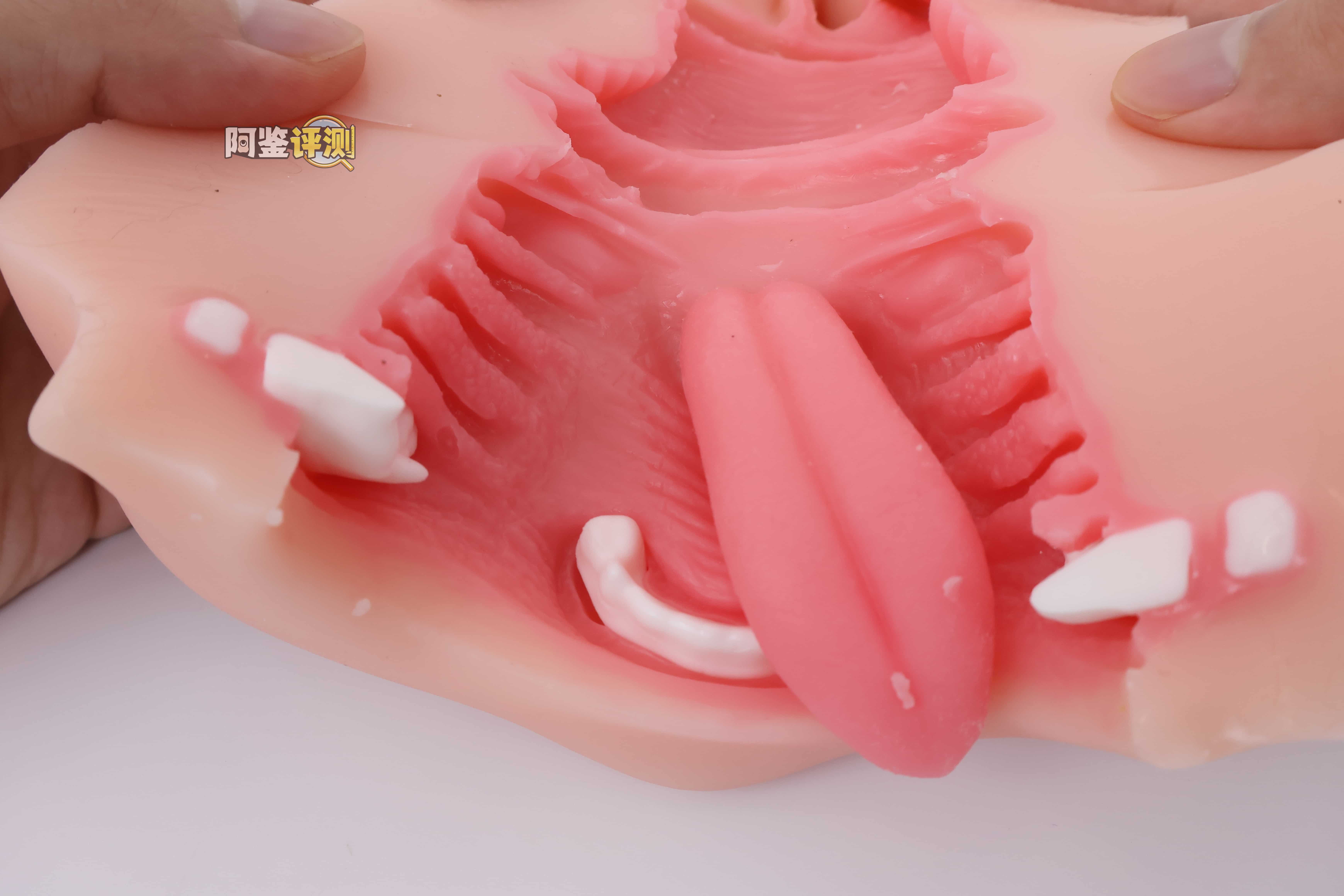 KAGUYANO——”诗多利”评测！非常“二次元画风”的口腔结构，但深处的简单结构并不实用
